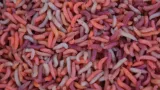 robak-pinka-1-litr-600g