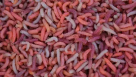 robak-pinka-1-litr-600g