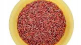 robak-pinka-1-litr-600g-marka-ja-ber