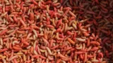 robak-kolorowy-1-litr-600g