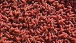 robak-pinka-bordo-1-litr-600g