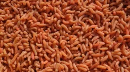 robak-pinka-pomaranczowa-1-litr-600g