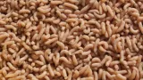 robak-pinka-biala-1-litr-600g