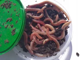 robak-czerwony-dendrobena-4