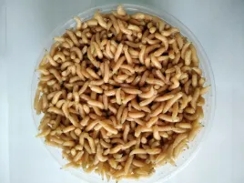 robak-pinka-biala-op-200-ml