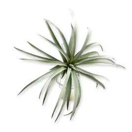 bioplant-tillandsia-brachycaulos-abdida-grey-roslina-sztuczna-doskonala-imi