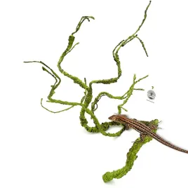 bioterr-biobranch-green-liana-do-terrarium-galaz-do-modelowania-zielona
