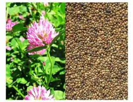 koniczyna-perska-1kg-odmiana-ciro