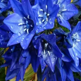 brodiaea-queen-fabiola-50-szt-hiacynt-kalifornijski-cebule-cebulki-kwiatowe