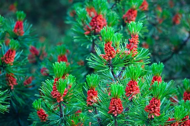 pinivit-do-iglakow-1l