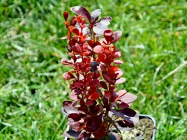 berberys-thunberga-helmond-pillar-p9-purpurowy-ozdobne-liscie