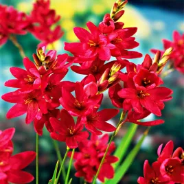 ixia-iksja-venus-czerwona-10-szt-cebulki-kwiatowe