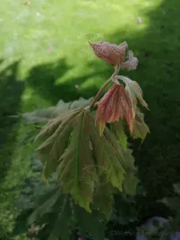 klon-ussuryjski-rzadkosc-w-ogrodach