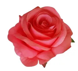 roza-wyrobowa-x12-rozowy-ciemny