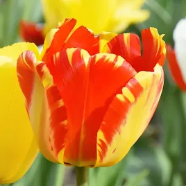 tulipan-czerwono-zolty-cebulki-kwaitowe-tulipanow-red-yellow-5-szt