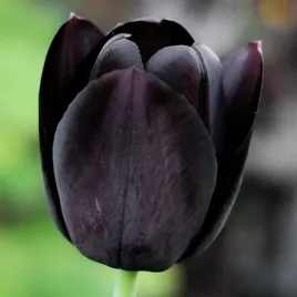 tulipan-czarny-black-cebulki-kwaitowe-tulipanow-5szt