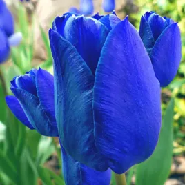 tulipan-niebieski-cebulki-kwaitowe-tulipanow-blue-5szt