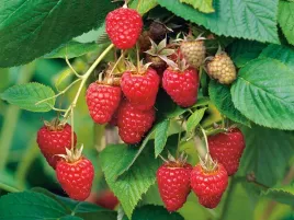 malina-czerwona-tulameen-roslina-w-doniczce-p9-wyjatkowo-smaczna