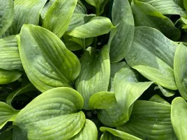 funkia-fragrant-blue-ozdobne-liscie-sadzonka-p9