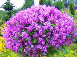 lilak-meyera-palibin-20-40cm-fioletowa-pieknosc