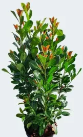 laurowisnia-wschodnia-bonaparte-40-70cm-cesarska-zielen