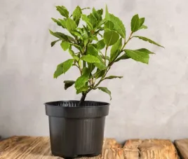 laurowisnia-wschodnia-novita-40-70cm-stylowy-krzew-ozdobny