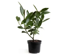 laurowisnia-wschodnia-caucasica-40-70cm-wieczna-zielen-kaukaska