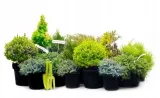 florovit-nawoz-do-iglakow-1l-stan-nowy-zastosowanie-do-roslin-iglastych