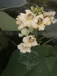 katalpa-surmia-zoltokwiatowa-sadzonka