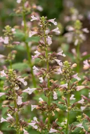 kocimietka-wielkokwiatowa-dawn-to-dusk-na-balkon-i-taras