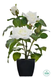 roza-w-doniczce-kremowa