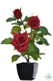 roza-w-doniczce-czerwona