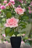 roza-w-doniczce-rozowa-stan-nowy