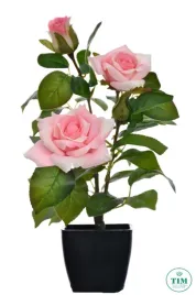 roza-w-doniczce-rozowa