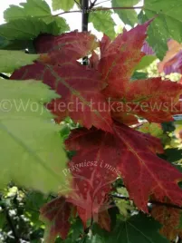 klon-czerwony-o-jesiennym-wybarwieniu