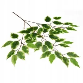 galazka-benjamina-cieniowana