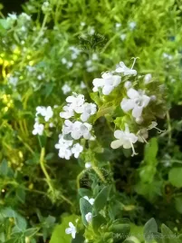 tymianek-pospolity-aromatyczna-bylina