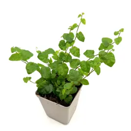 ficus-pumila-fikus-pnacy-zywa-roslina-do-terrarium