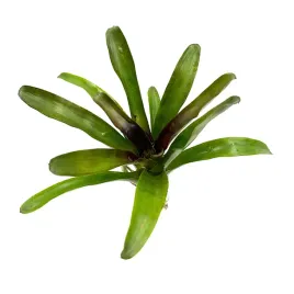 neoregelia-casiopea-zywa-roslina-do-terrarium