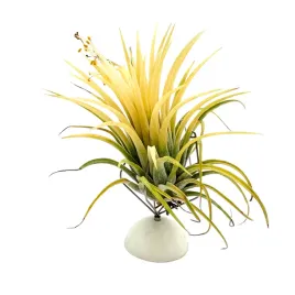 tillandsia-ionantha-var-druid-oplatwa-zywa-roslina-do-terrarium