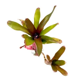 neoregelia-mephisto-zywa-roslina-do-terrarium