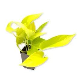 philodendron-scandens-var-neon-filodendron-pnacy-neon-zywa-roslina