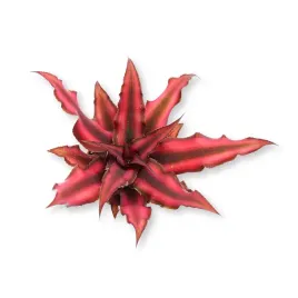 skrytokwiat-cryptanthus-bivittatus-red-zywa-roslina-do-terrarium