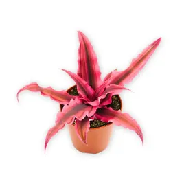 skrytokwiat-cryptanthus-bivittatus-pink-zywa-roslina-do-terrarium