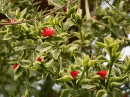 aptenia-sercolistna-mezoo-p9-zwisajacy-sukulent-na-balkon-czerwone-kwiaty