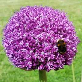 czosnek-ozdobny-ambassador-wysoki-o-kwiataty-intensywny-kolor-cebulki-1szt