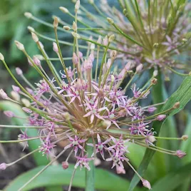 czosnek-szuberta-ozdobne-gwiazdziste-kwiaty-cebulki-ozdobny-1szt