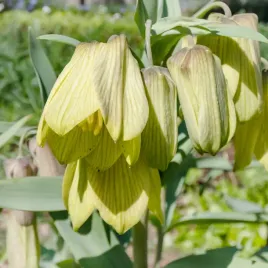 szachownica-bladokwiatowa-fritillaria-pallidiflora-jasne-kwiaty-cebulki-x1