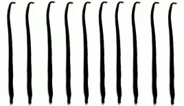 wanilia-laski-10-szt-10-14cm-laska-wanilii-jakosc1