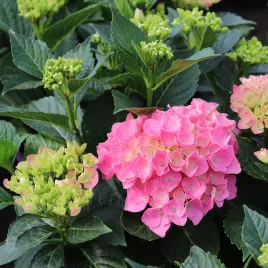 hortensja-ogrodowa-marine-pink